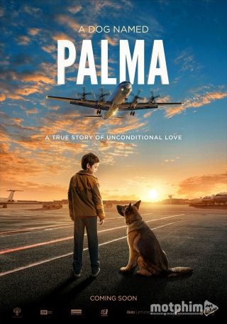 Chú Chó Palma 2021