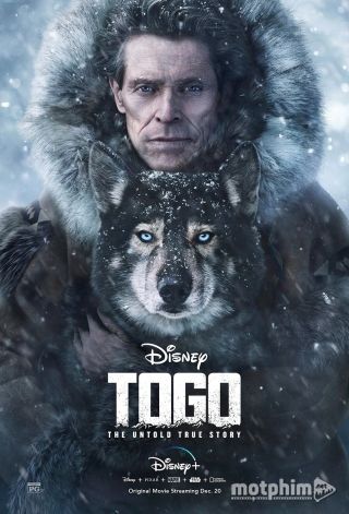 Chú Chó Togo 2019