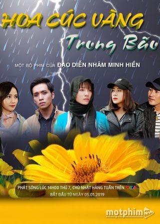 Hoa Cúc Vàng Trong Bão